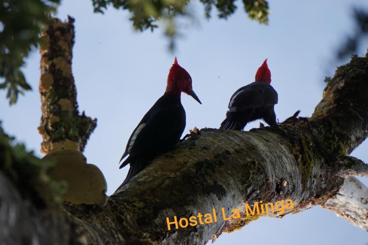 Hostal La Minga Chaiten Ngoại thất bức ảnh